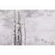 Фотообои Береза в лесу