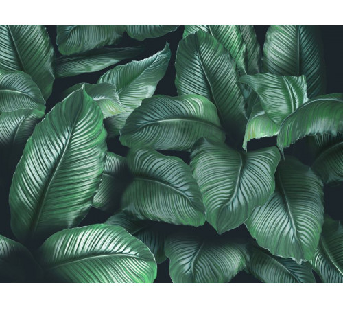 Фотообои Tropic