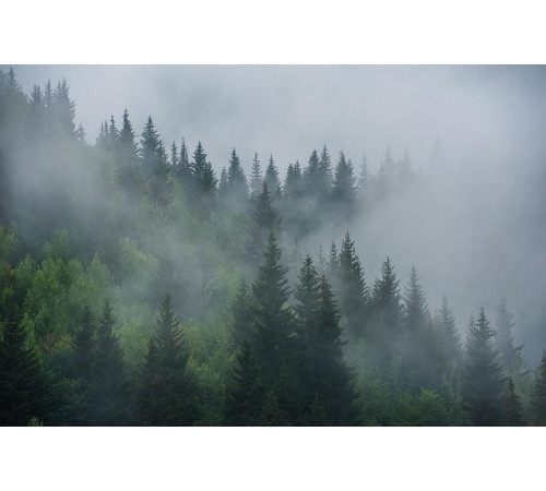 Фотообои в спальню Туманные лес утром